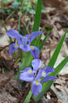 Dwarfe iris